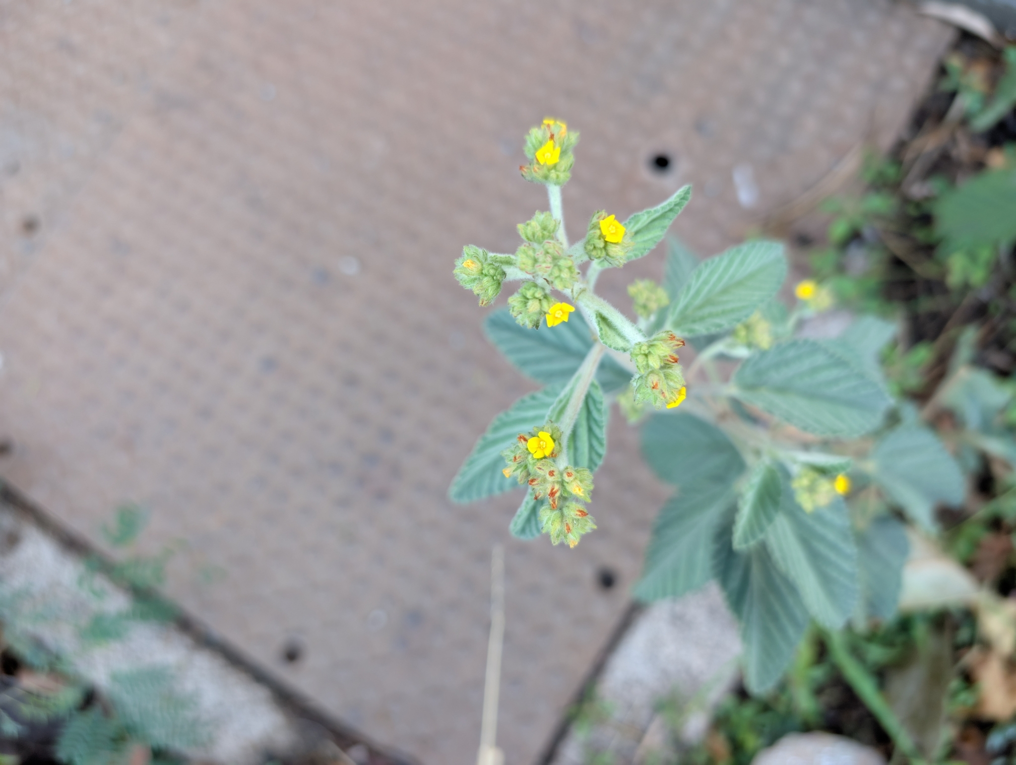 Imagem de Malva Branca