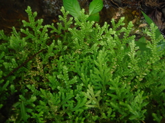 Selaginella leonardii