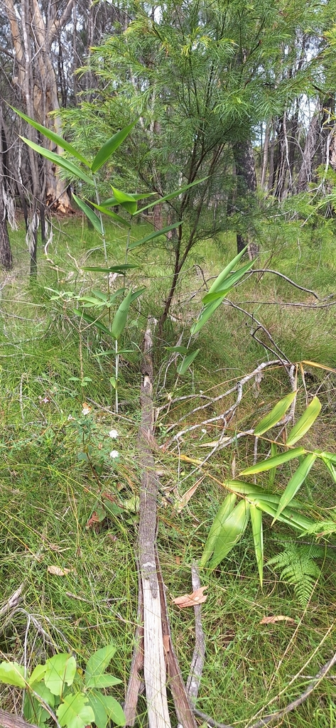 Foto de Vassoura-de-bruxa