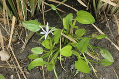 Heteranthera limosa