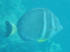 Acanthurus guttatus