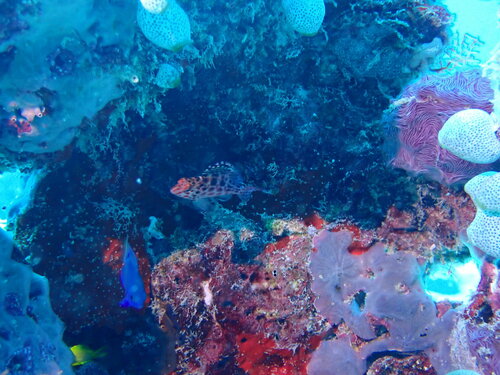 Pixy Hawkfish — seen at this dive site