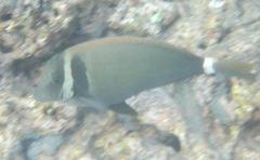 Acanthurus leucopareius