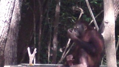 Pongo pygmaeus morio