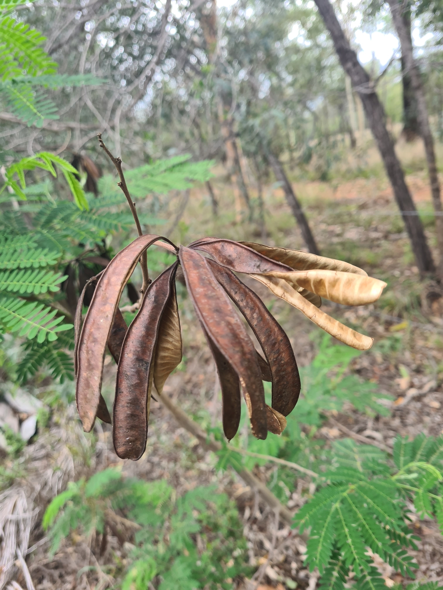 Imagem de Leucena ou Árvore-do-Conflito
