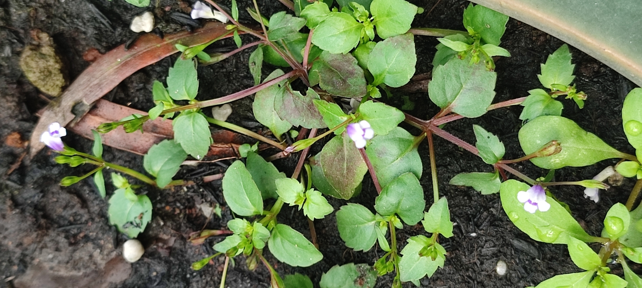 Imagem de Torenia