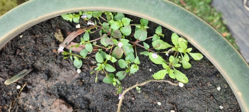 Foto de Torenia