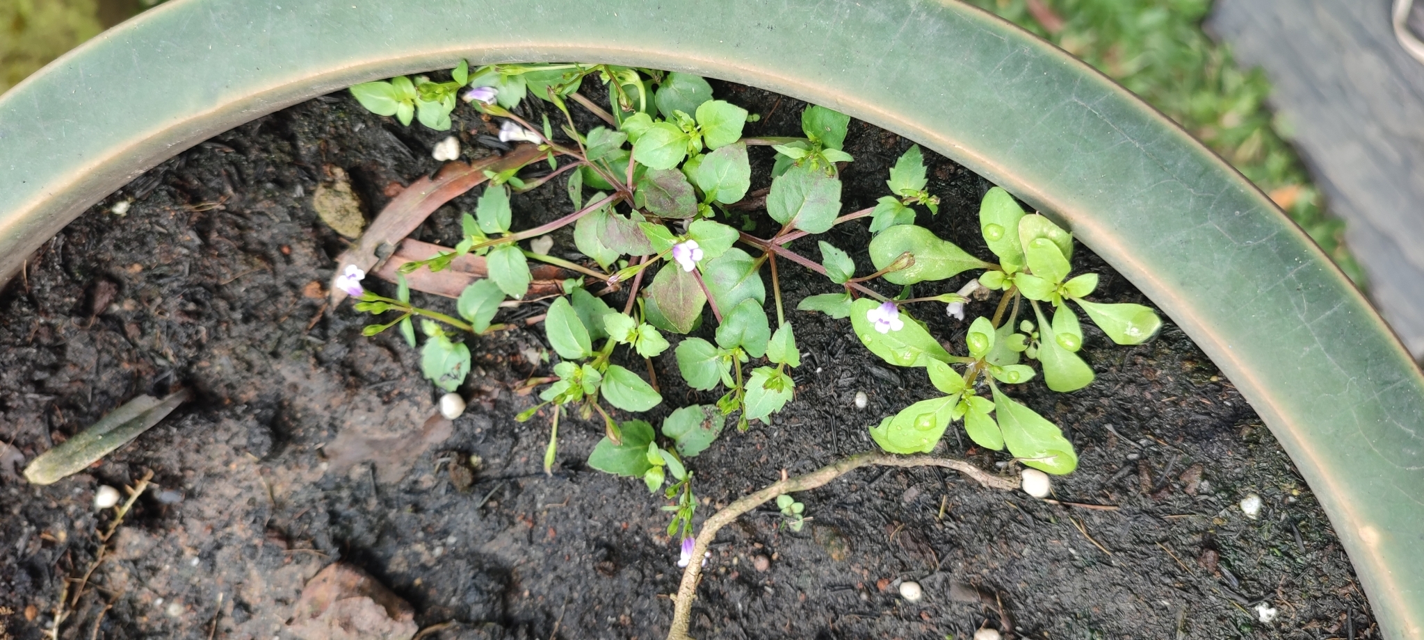 Imagem de Torenia