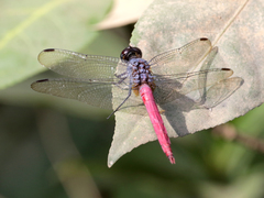 Orthetrum migratum