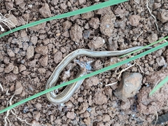 Luteostriata abundans