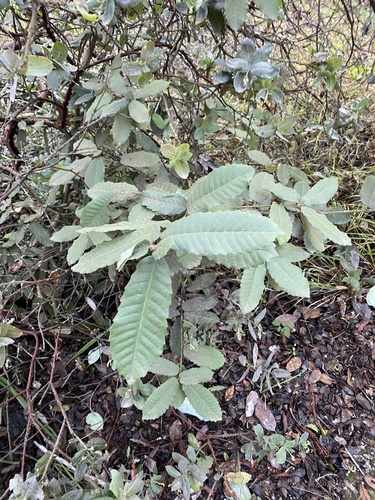 Foto de Tanoeiro