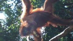 Pongo pygmaeus morio