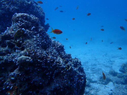 Lyretail Anthias — seen at this dive site