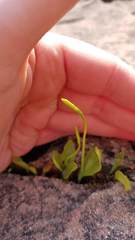 Ophioglossum pusillum