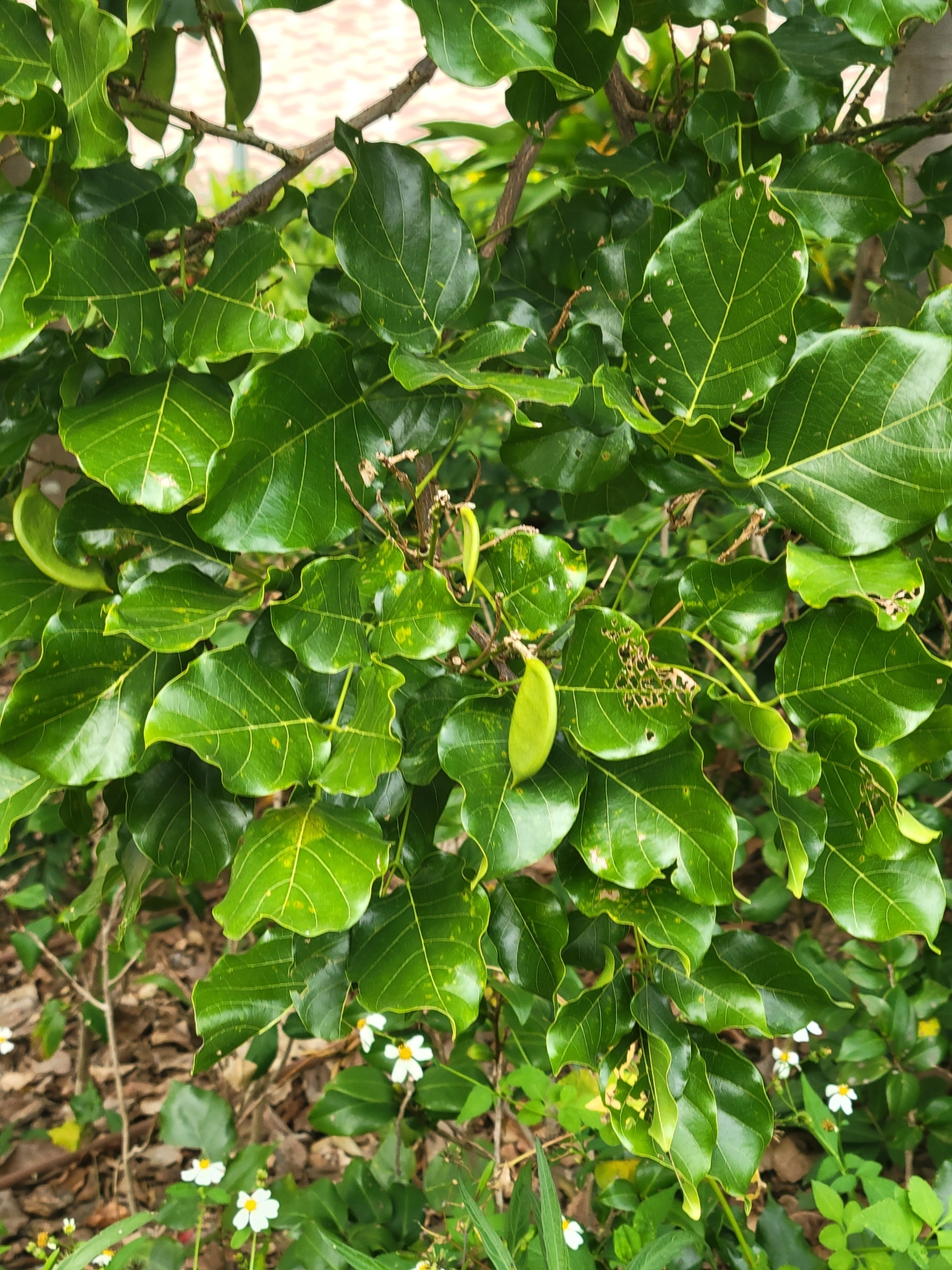Imagem de Pongamia