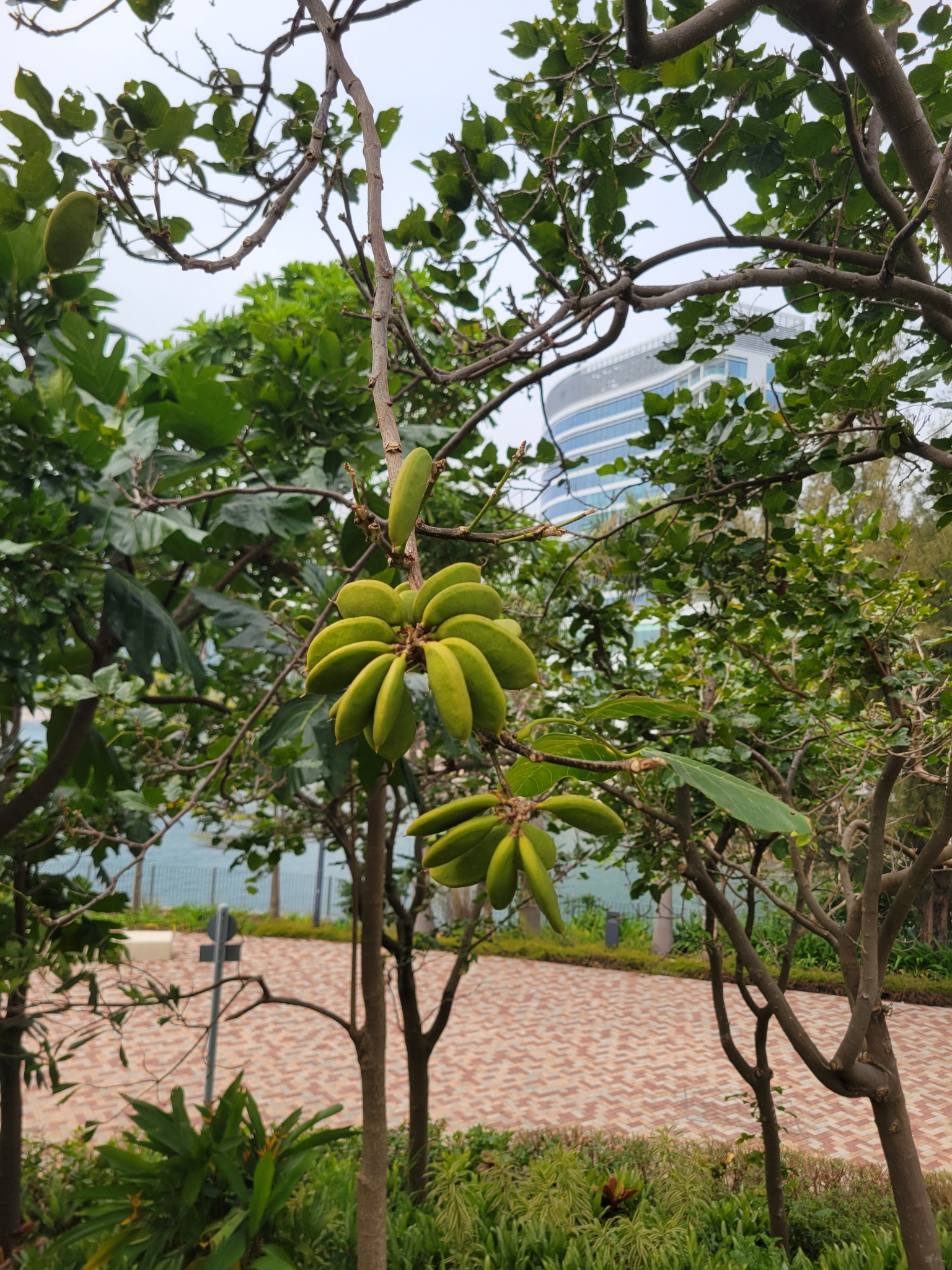 Imagem de Pongamia
