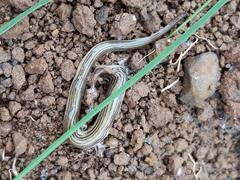 Luteostriata abundans