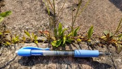 Ophioglossum pusillum