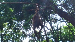 Pongo pygmaeus morio