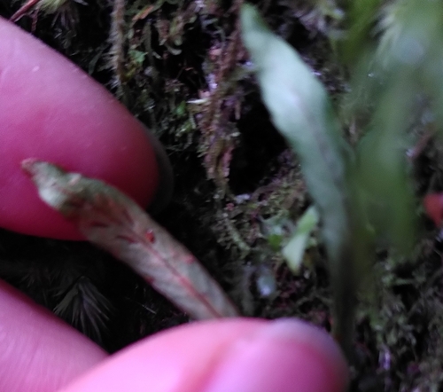 Notogrammitis billardierei observed 2025-01-02
