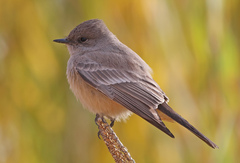 Say's Phoebe photo 5
