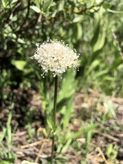 Valeriana californica
