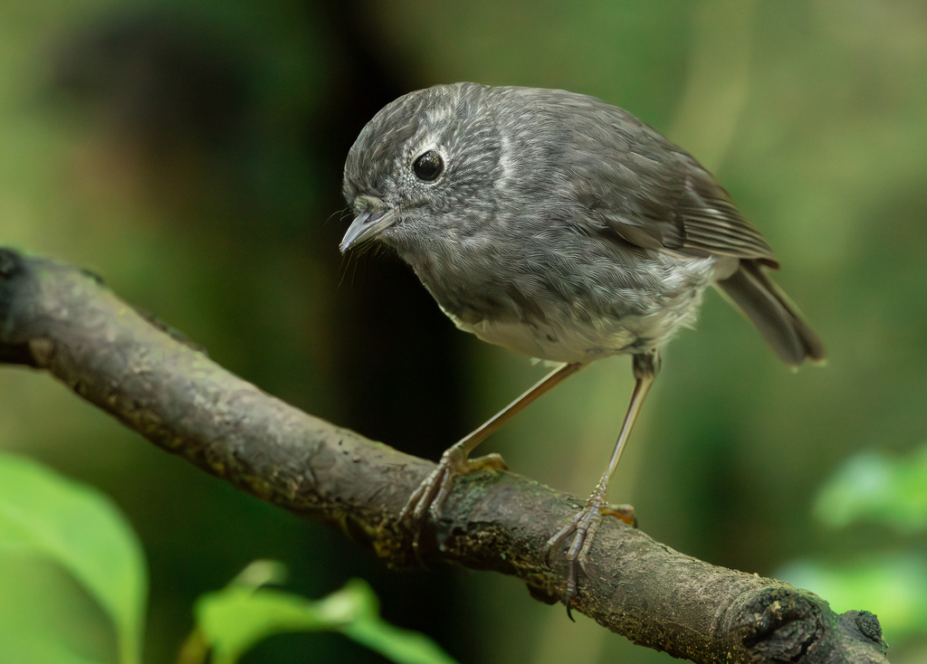 North Island Robin photo