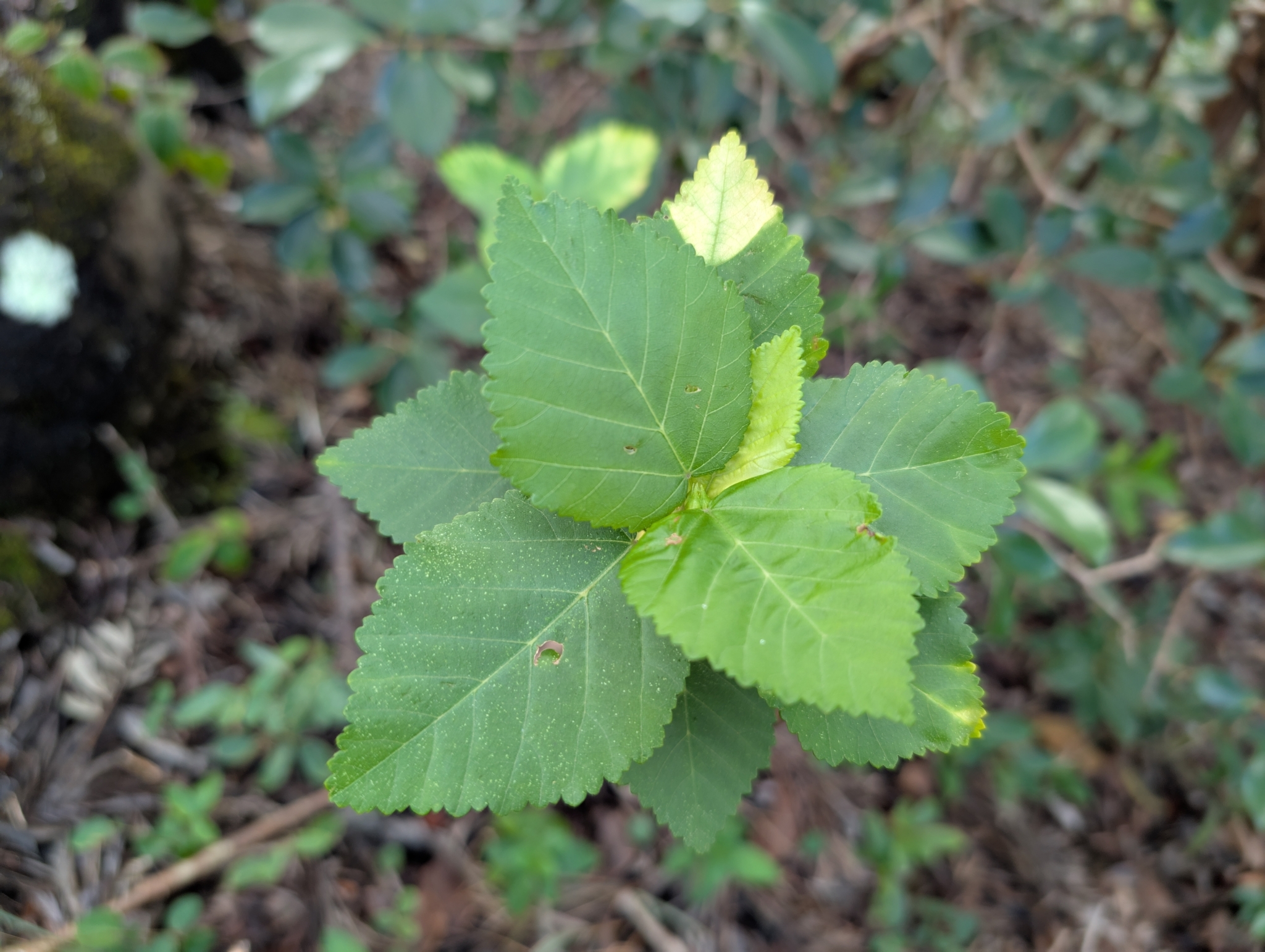 Imagem de Malva-branca
