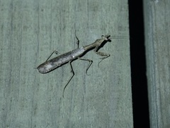 Epaphrodita lobivertex