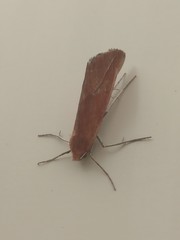 Compsoptera opacaria