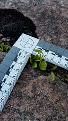 Ophioglossum pusillum