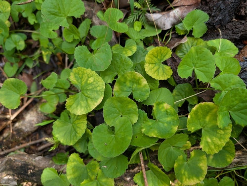 Foto de Centella