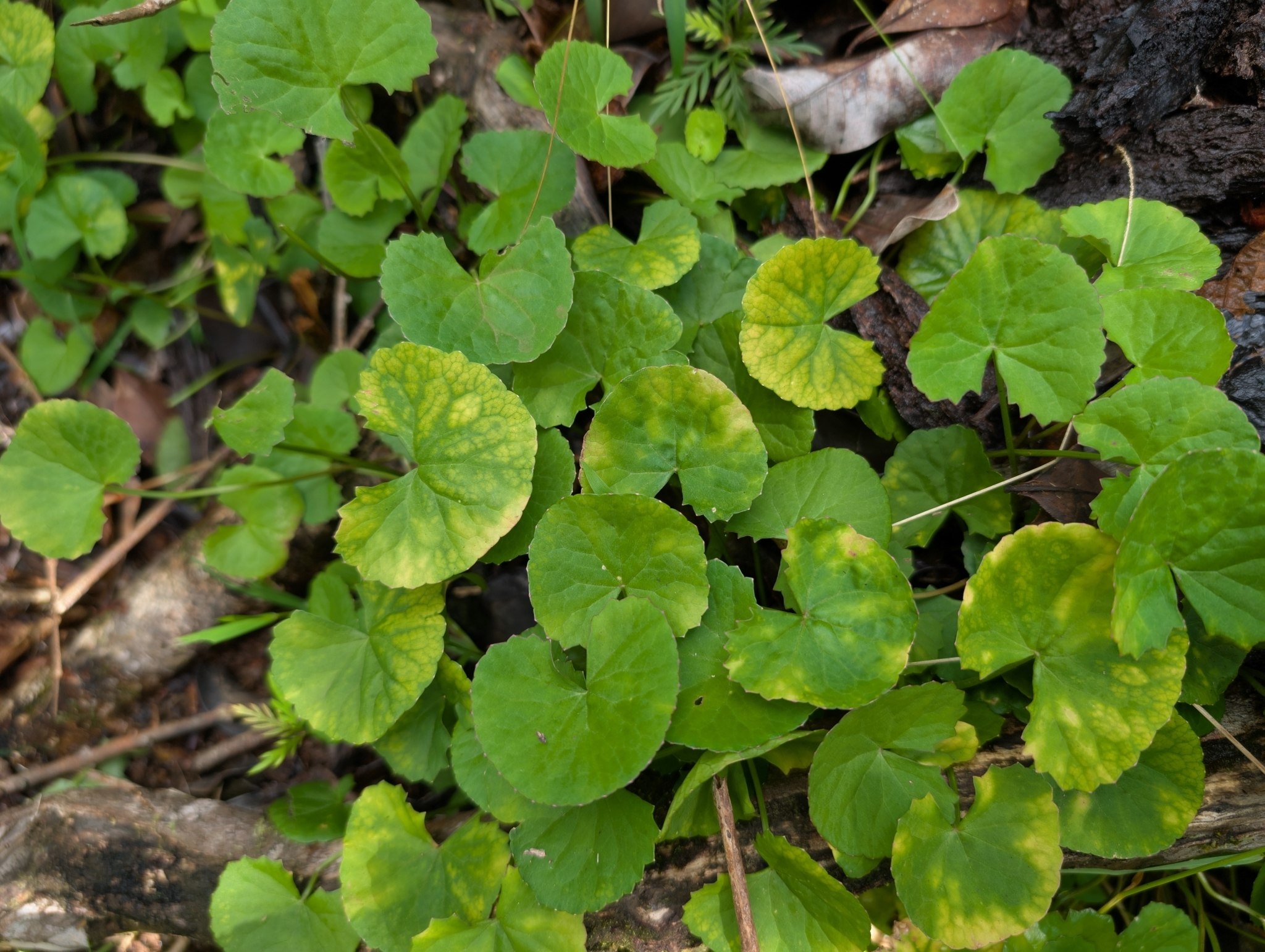 Imagem de Centella