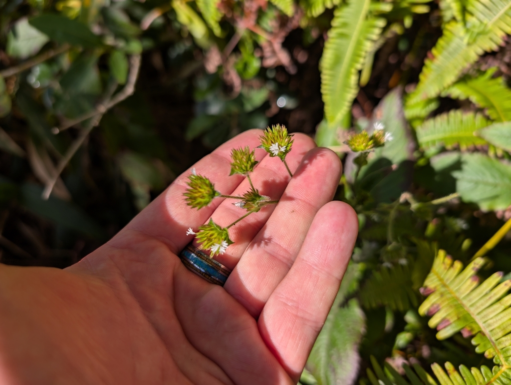 Foto de Serragem