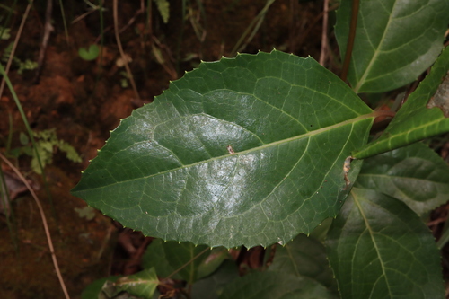 Image of Hedycarya angustifolia by (c) Thomas Mesaglio, some rights reserved (CC BY)