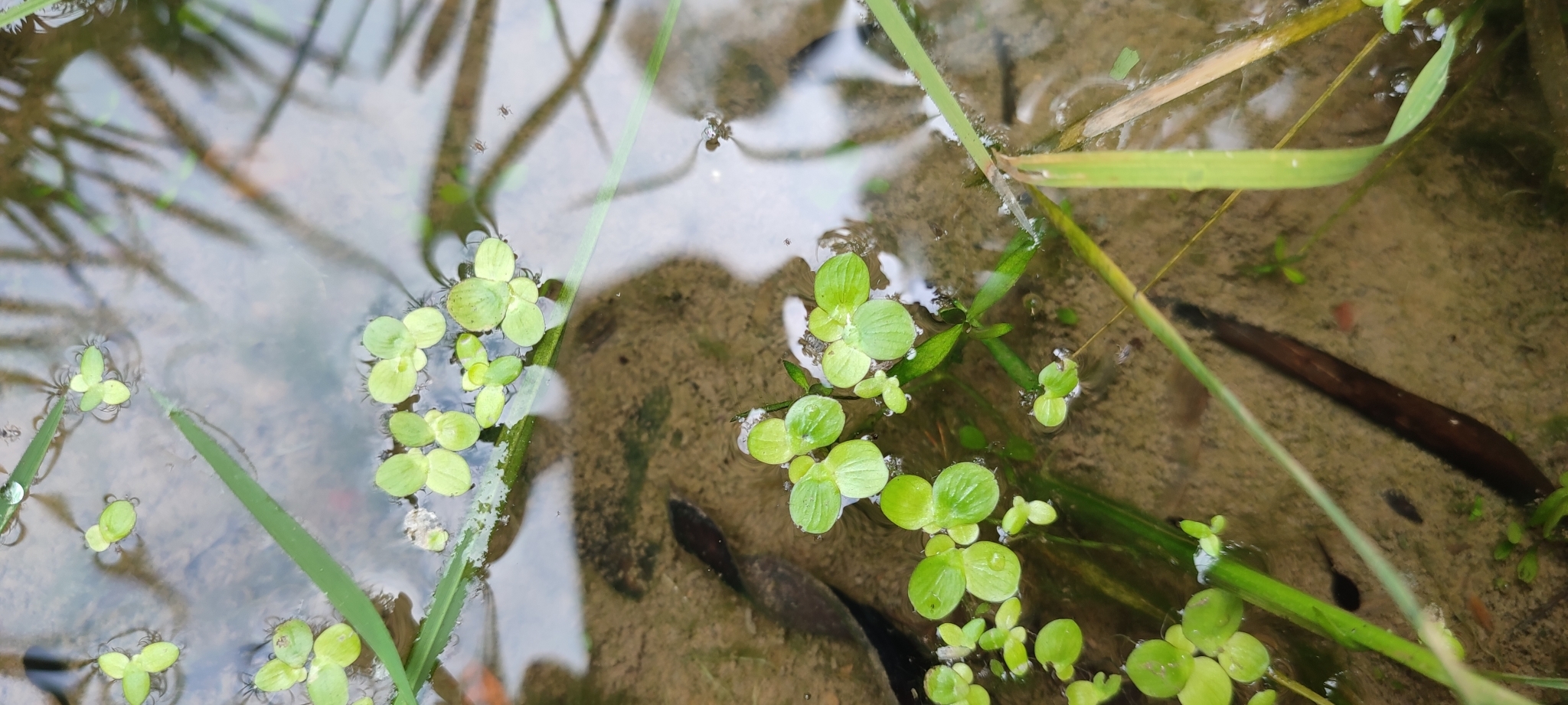 Spirodela polyrhiza — ảnh 3