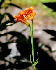 Lilium parvum