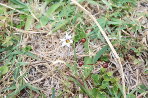 Puxirum