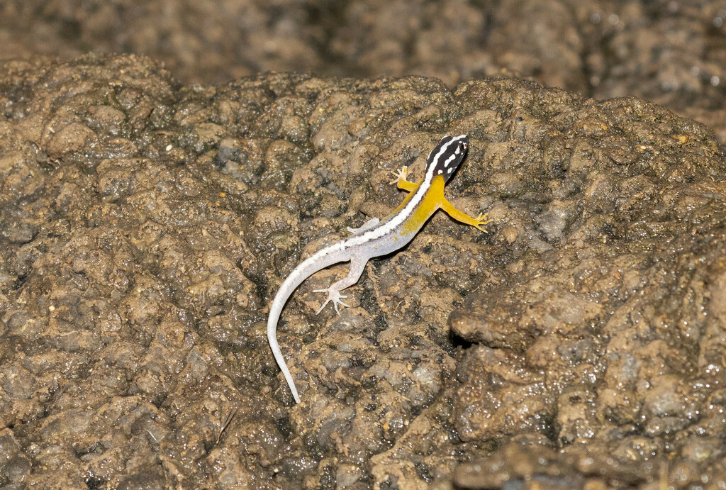 Cajamarca Gecko