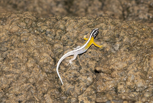 Cajamarca Gecko, Gonatodes atricucullaris