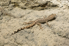 Cajamarca Gecko photo 3
