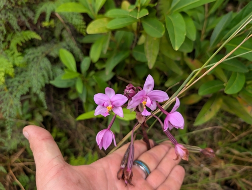 Orquídea grapete