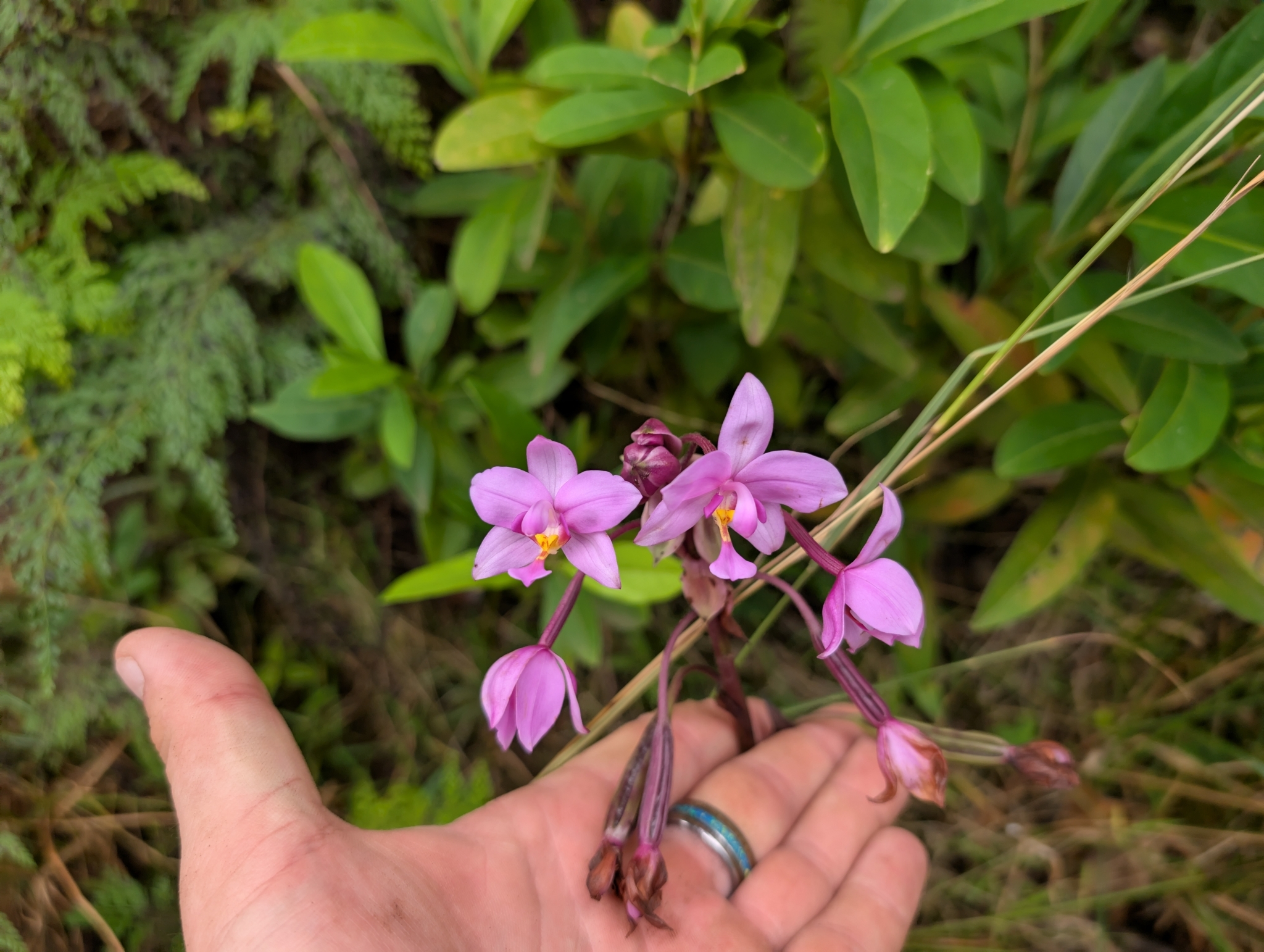 Imagem de Orquídea grapete