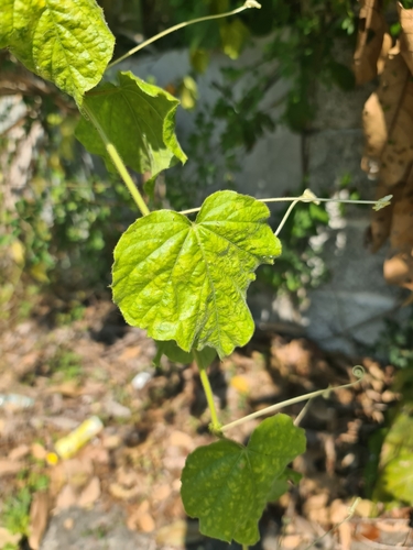 Foto de Maracujá-do-mato