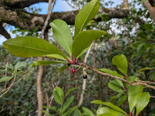 Foto de Café-de-bugre