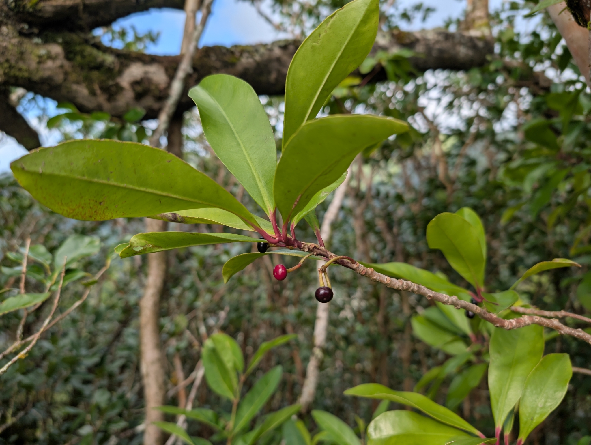 Imagem de Café-de-bugre