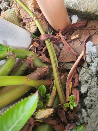 Foto de Maria-sem-vergonha