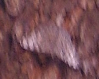 Lepidoptera