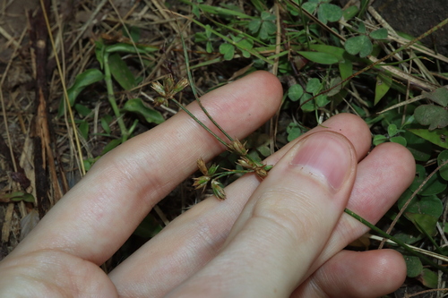 Juncus homalocaulis (Juncus homalocaulis)