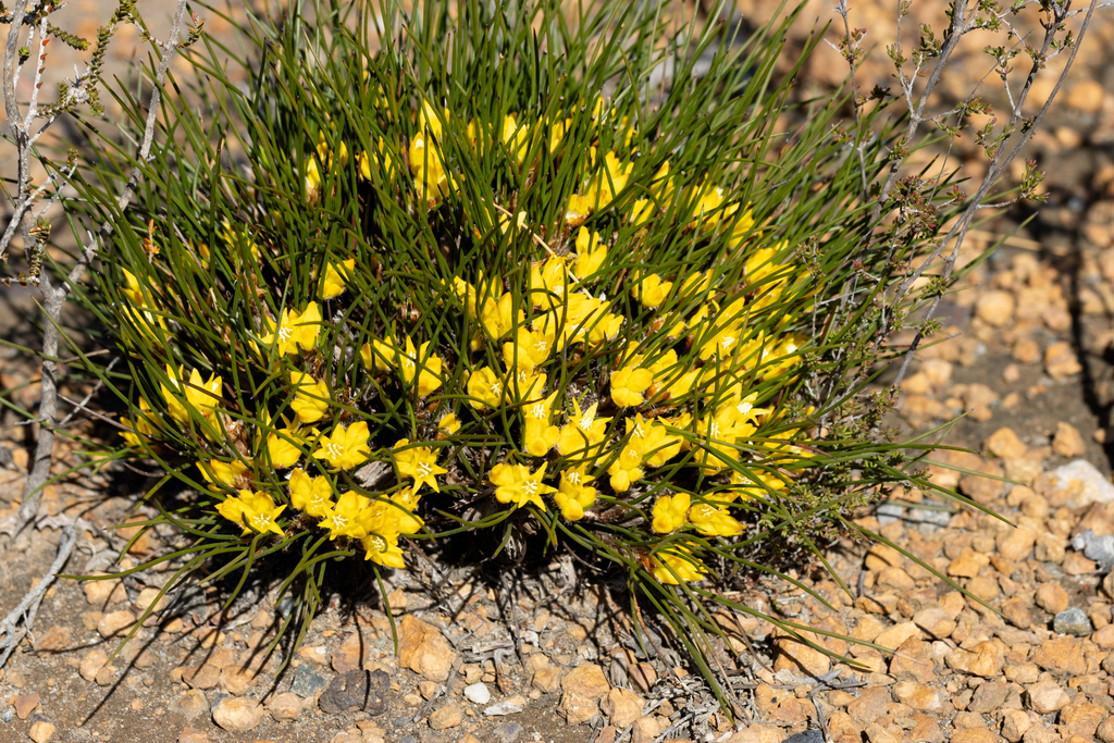 Conostylis vaginata (Conostylis vaginata)